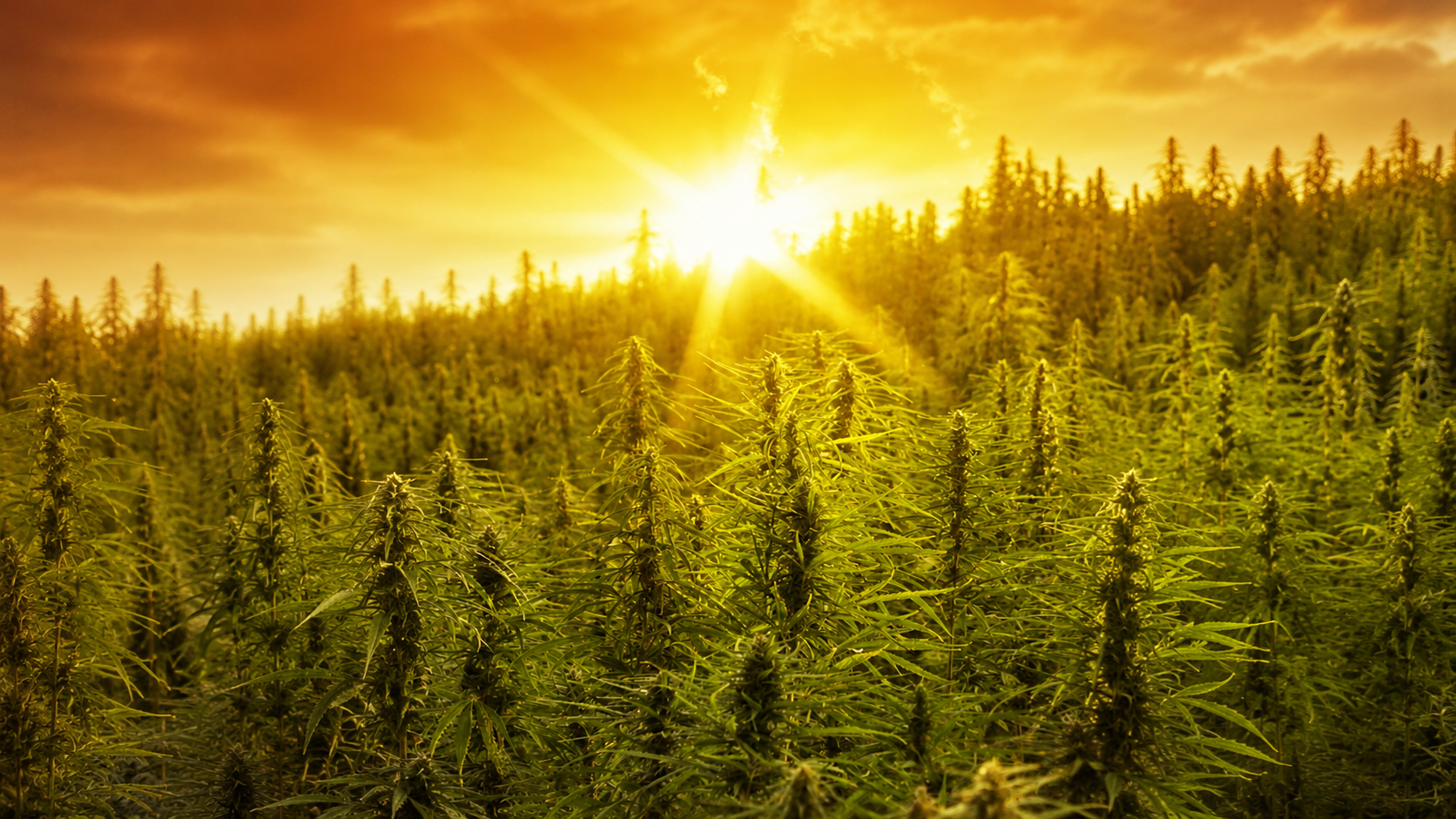Cannabis field glowing under a golden sunset — SOL Cannabis