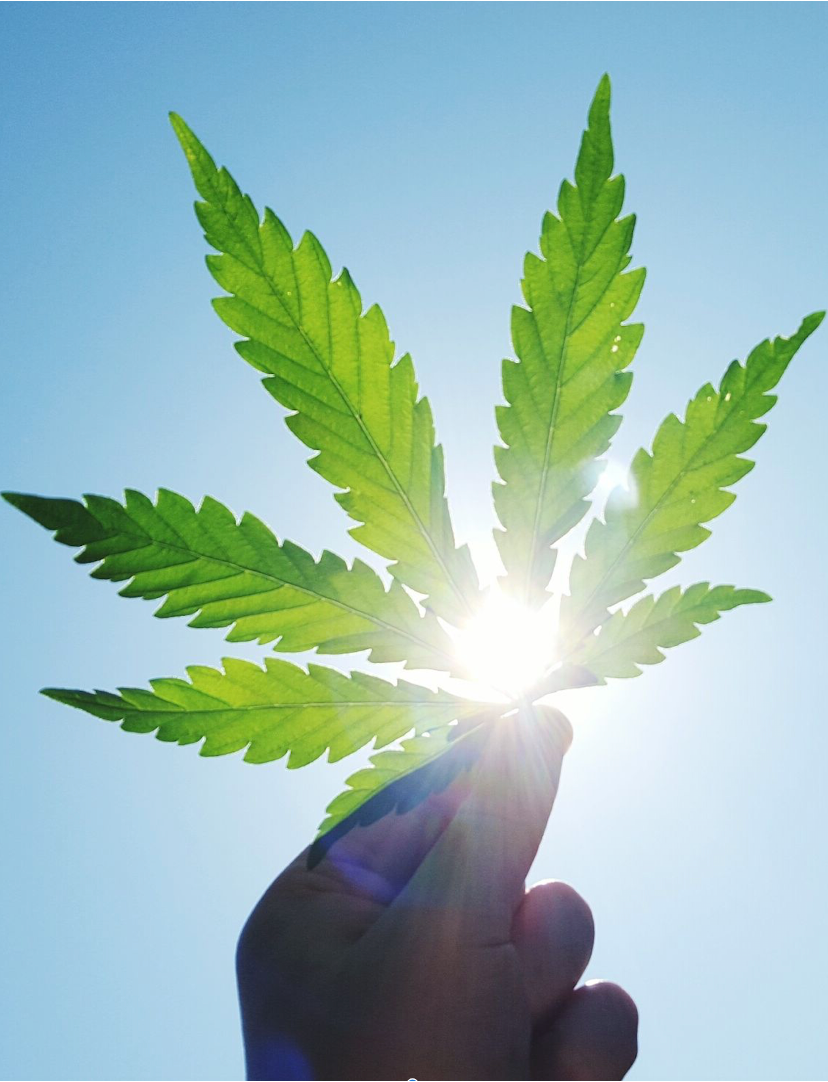 Hand holding a cannabis leaf up to sunlight — SOL Cannabis
