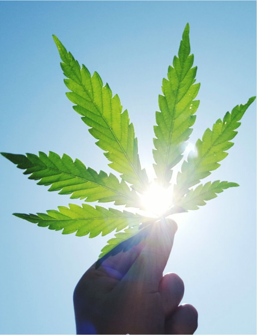 A cannabis leaf held up to sunlight against a clear blue sky