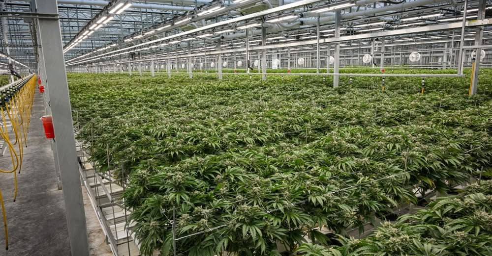 SunMed Growers