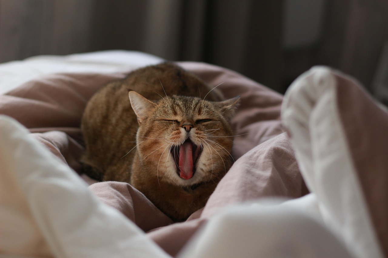 Sleepy